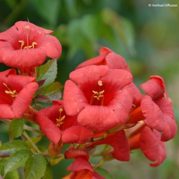 Bignone - Campsis x tagliabuana Grenadine