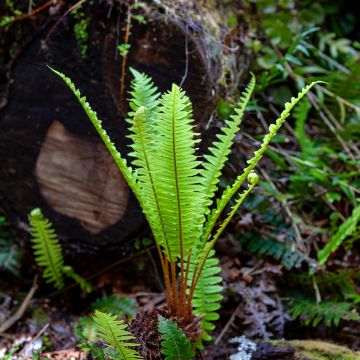 Blechnum chilense - Blechne du Chili