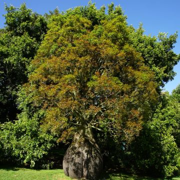 Brachychiton populneus