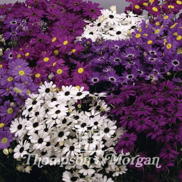 Brachyscome Iberidifolia Bravo 