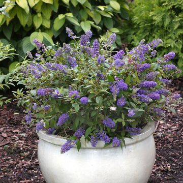 Buddleia Blue Chip - Pot de 4,5L