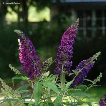 Buddleia davidii Reve de Papillon White - Arbre aux papillons