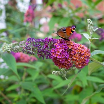 Buddleia Flower Power (Bicolor) - Arbre aux papillons