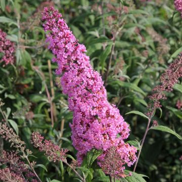 Buddleja Wisteria Lane - Arbre à papillons