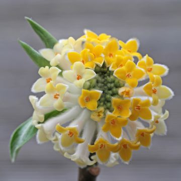 Buisson à papier - Edgeworthia chrysantha Winter Liebe