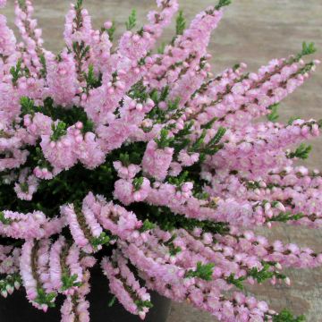Bruyère d'été - Calluna vulgaris Marleen 