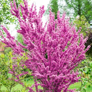 Cercis chinensis Shirobana - Gainier de Chine