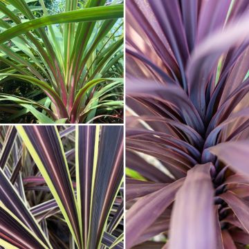Cordyline australis Peko