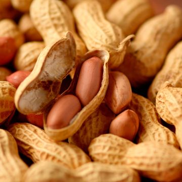 Cacahuètes X 20 - Arachide