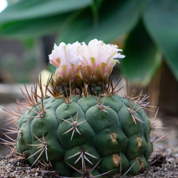 Cactus - Gymnocalycium saglionis