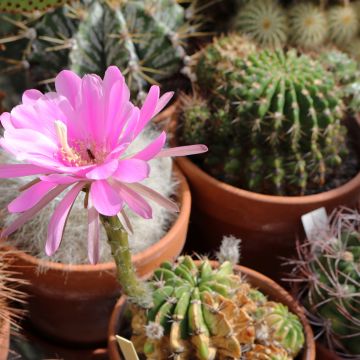 Cylindropuntia kleiniae - Opuntia ou oponce
