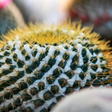 Cactus - Mammillaria marksiana
