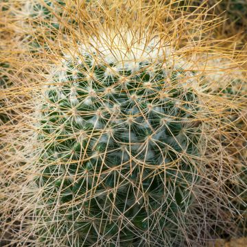 Cactus - Mammillaria pringlei