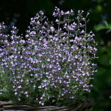 Calamintha nepeta Weisser Riese - Calament