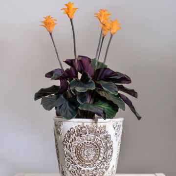Calathea crocata - Calathée safranée