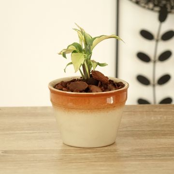 Calathea Yellow Fusion