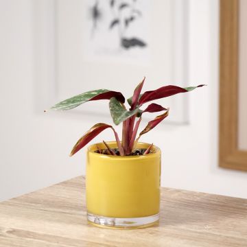 Calathea Magic Star