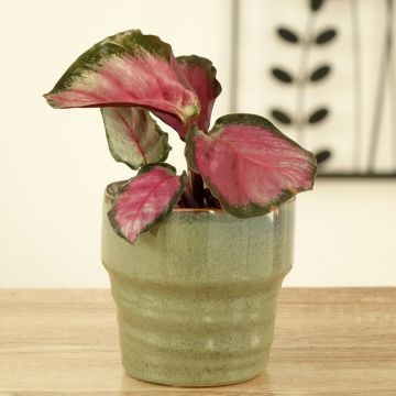 Calathea roseopicta Rosy