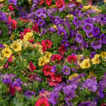 Calibrachoa Mixis Cleantha - Trio de mini-pétunias bleu, jaune, magenta