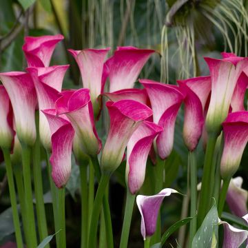Arum ou Calla rose saumon - Zantedeschia Auckland