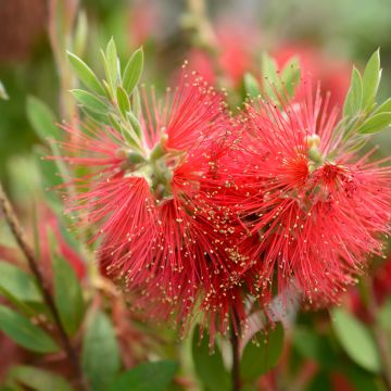 Callistemon (x) laevis - Rince-bouteille.