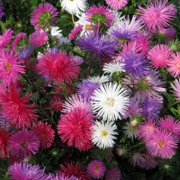 Graines de Reine-marguerite Unicum - Callistephus chinensis