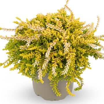 Bruyère d'été retombante - Calluna Rasta Girls Netty