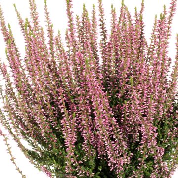 Bruyère d'été - Calluna Garden Girls® Gina