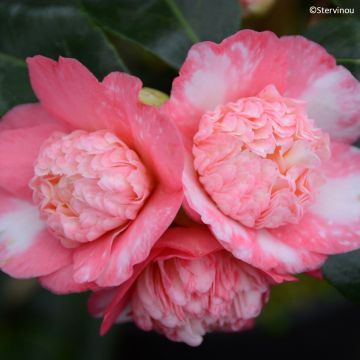 Camélia chandleri Elegans - Camellia japonica