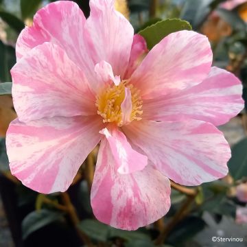 Camélia d'automne - Camellia sasanqua Fukusutsumi