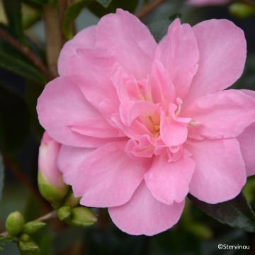 Camélia d'automne - Camellia sasanqua Kanjiro