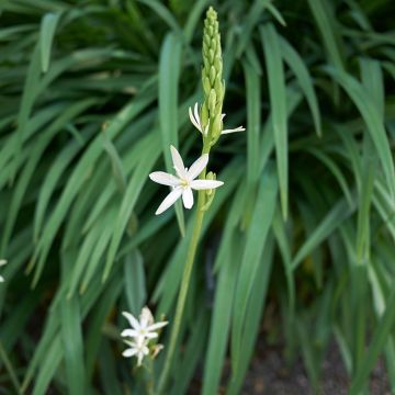Camassia Leichtlinii Caerulea