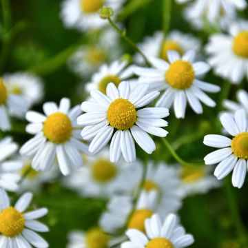Camomille allemande - Matricaria recutita (chamomilla)