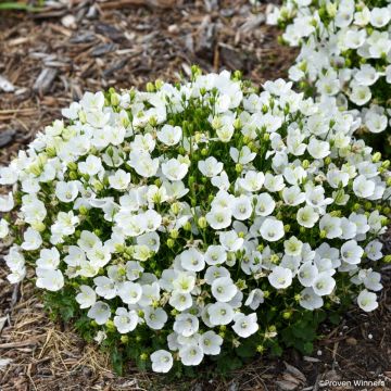 Campanule carpatica Clips bleue - Campanule des Carpates en pot de 2/3 L