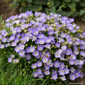 Campanule carpatica Clips bleue - Campanule des Carpates en pot de 2/3 L