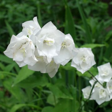 Campanule percisifolia var. planiflora f.alba