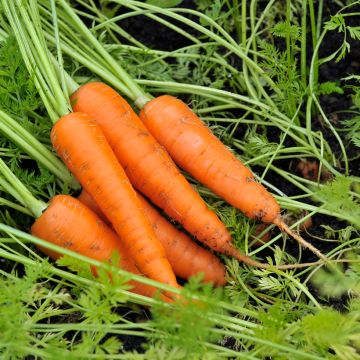 Carotte Amsterdam Forcing 3 - Daucus carota 