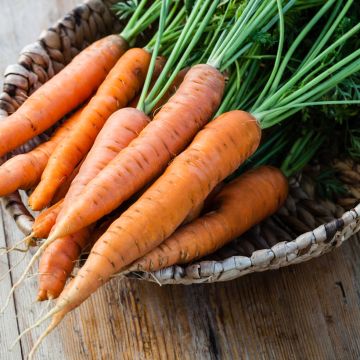 Carotte Eskimo F1 - Daucus carota 