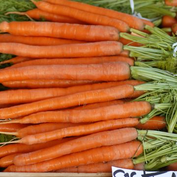 Carotte Longue Lisse de Meaux