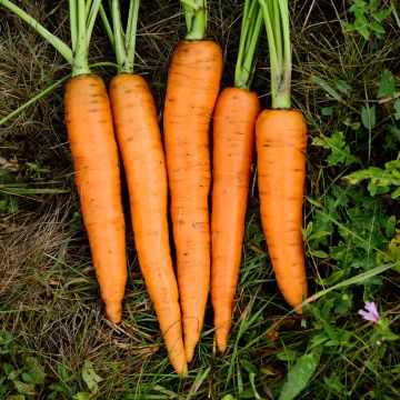 Carotte Presto HF1 Graines enrobées - Vilmorin