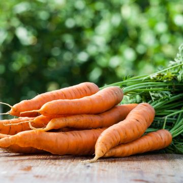 Carotte Primo - Daucus carota 