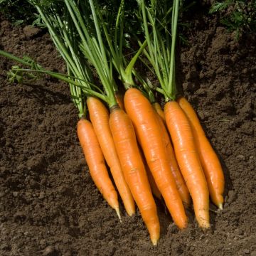 Carotte Touchon + échantillon carotte Boléro - Vilmorin