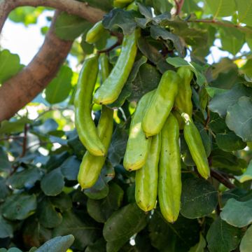 Celtis australis - Micocoulier de Provence