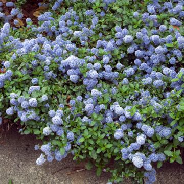 Ceanothus thyrsiflorus repens - Lilas de Californie
