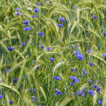 Graines de Centaurea cyanus - bleuet sauvage