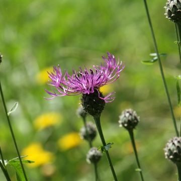 Centaurea scabiosa - Centaurée scabieuse