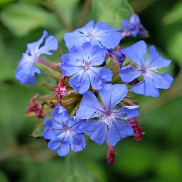 Ceratostigma willmotianum Forest Blue - Plumbago de Willmott