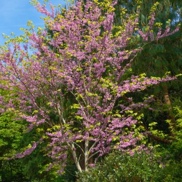 Cercis canadensis - Gainier du Canada