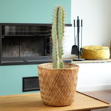 Cereus peruvianus - Cierge du Pérou