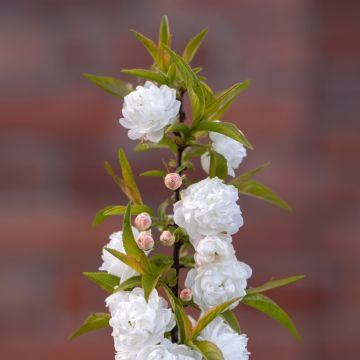 Cerisier à fleur, Prunus glandulosa Alba Plena